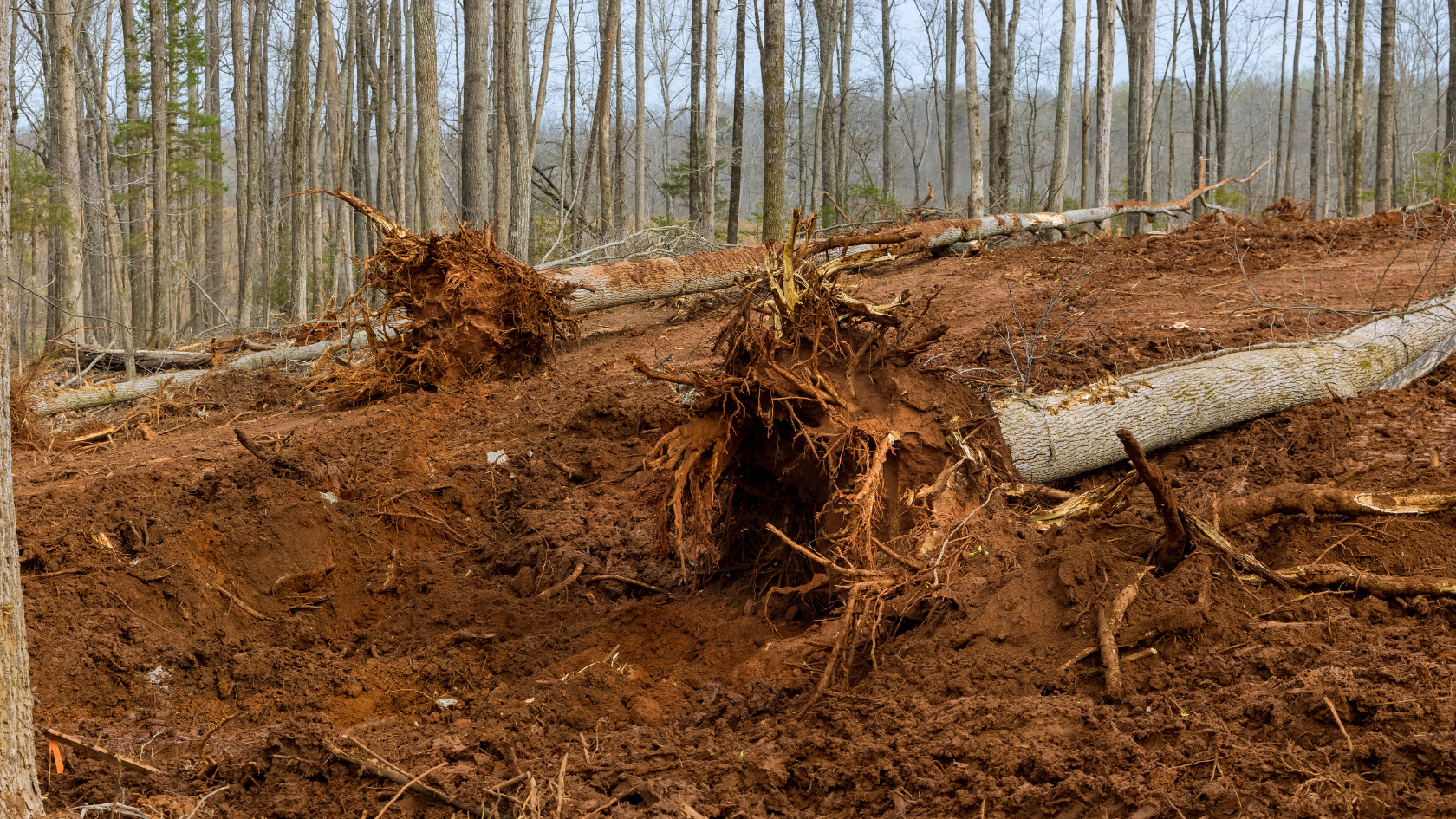 A pile of dirt next to a forest filled with trees